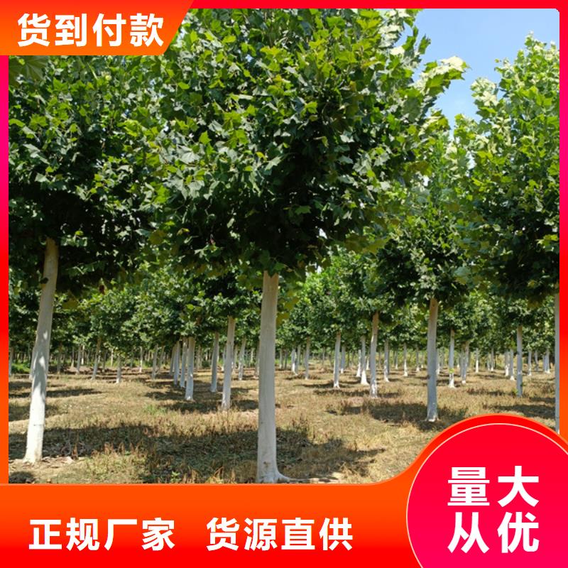 法桐金叶槐准时交付