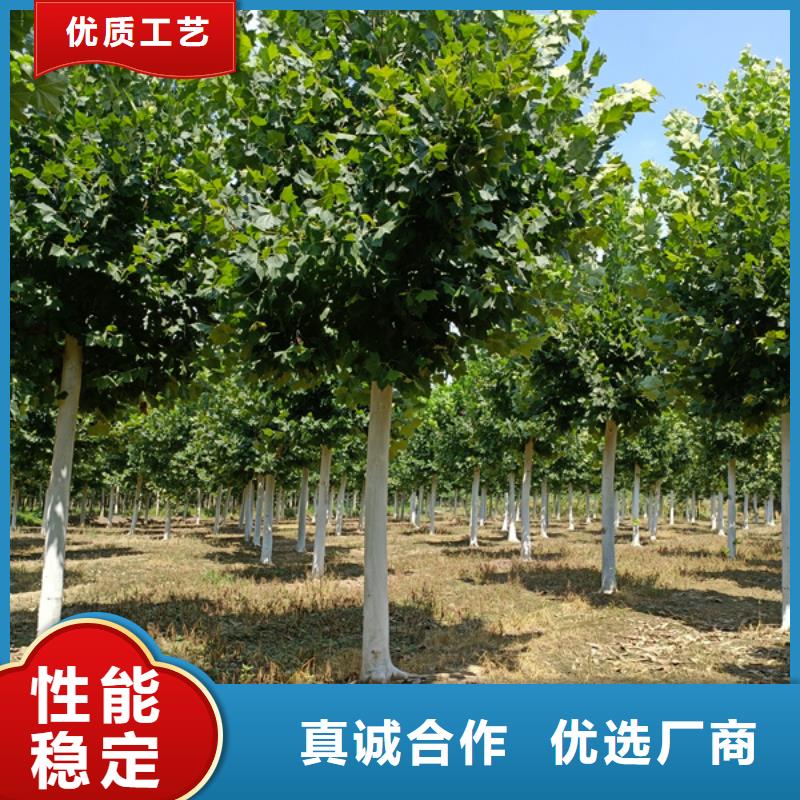 法桐截杆发帽库存充足
