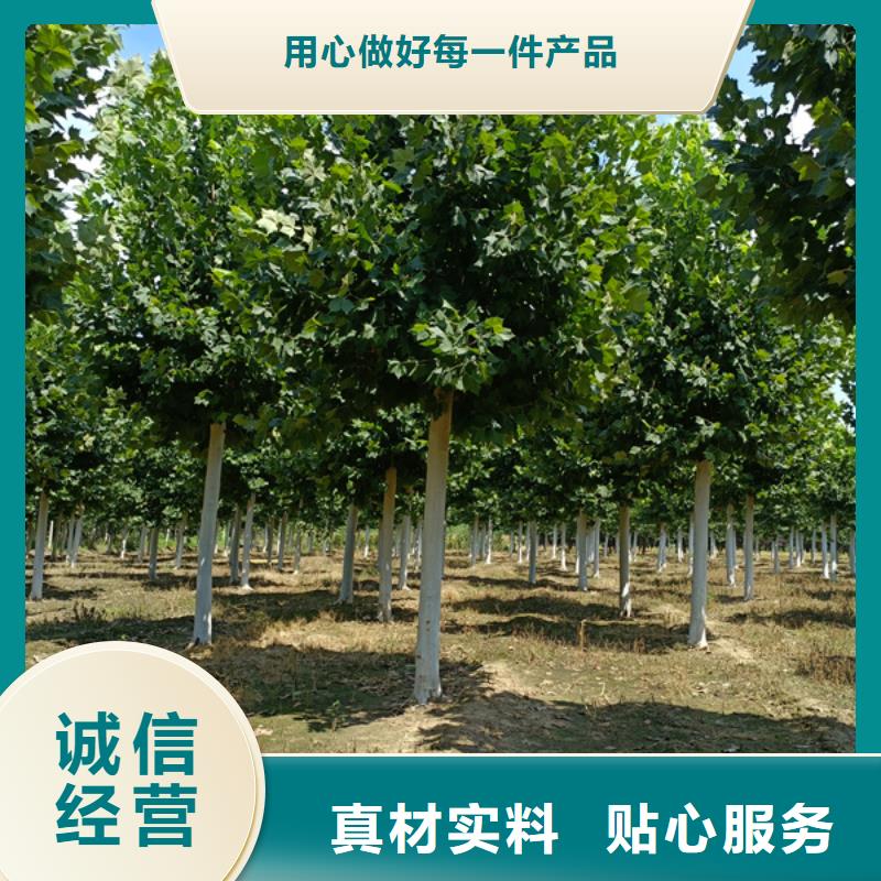法桐黄金槐工厂价格