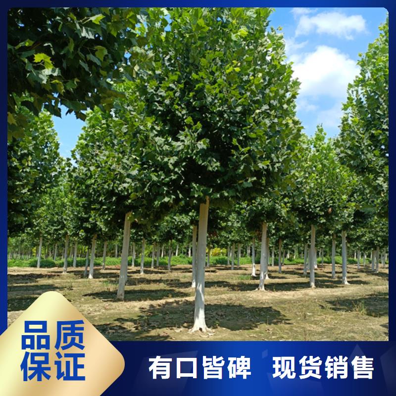 法桐-西府海棠型号齐全