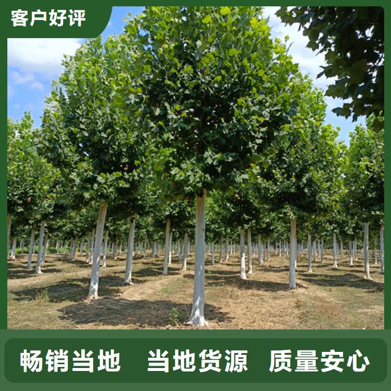 法桐 国槐品质有保障