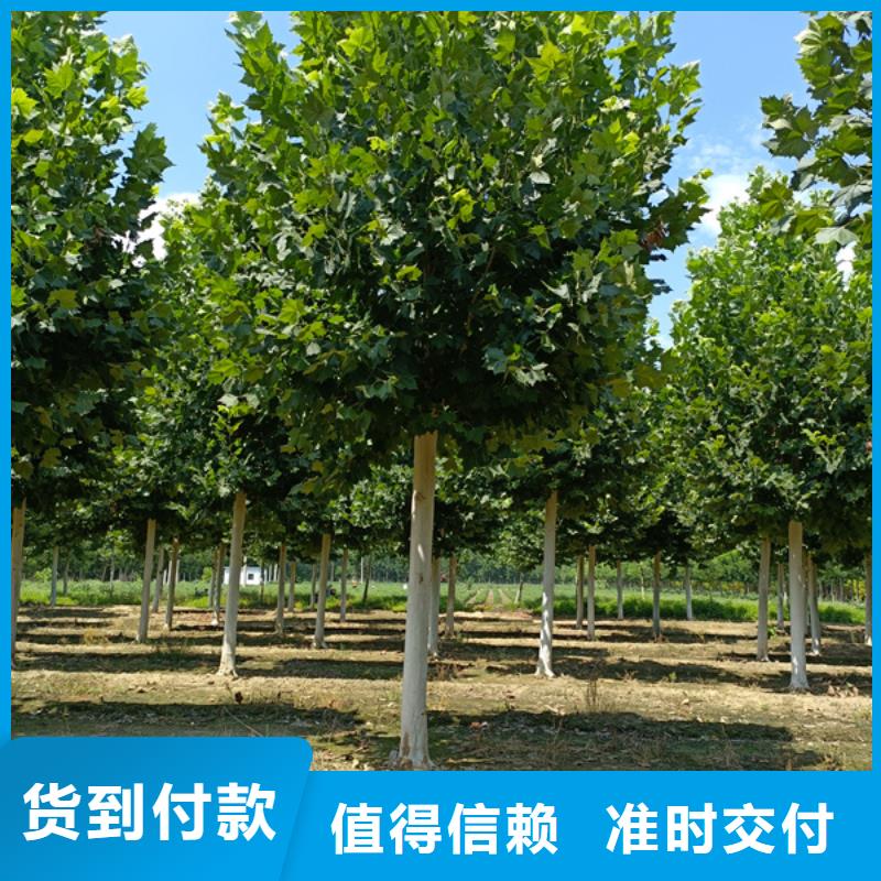 法桐质量三包