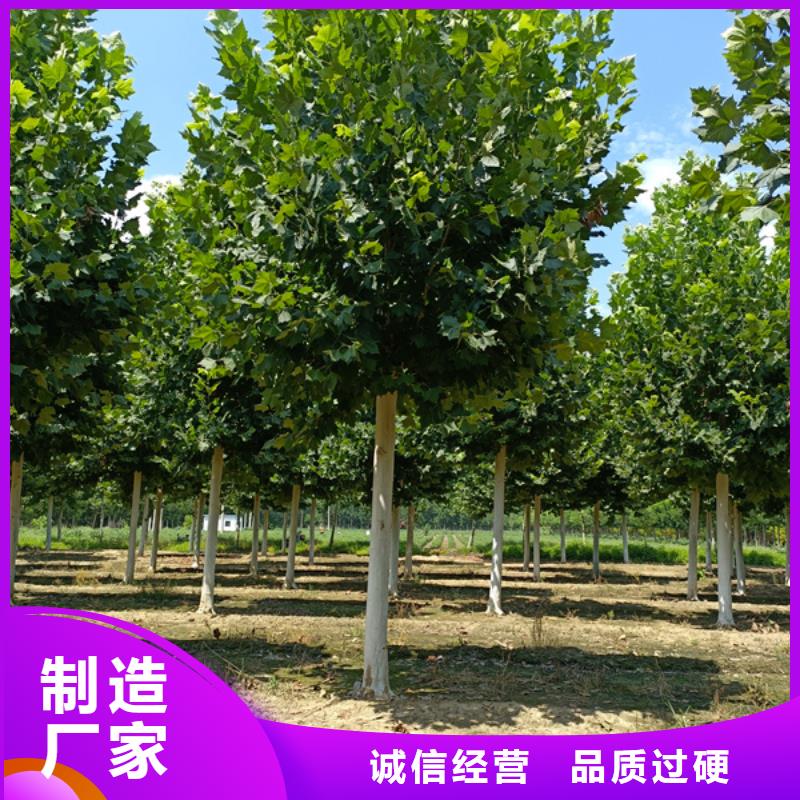 法桐_金叶白蜡优质工艺