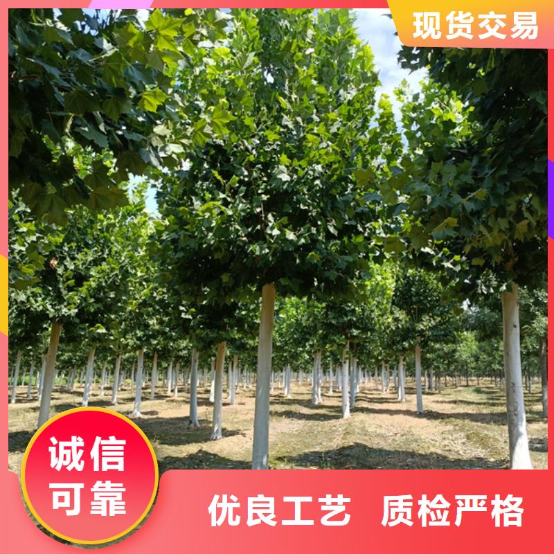 法桐质量三包