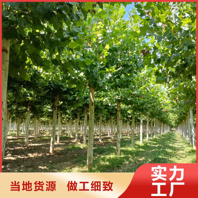 法桐国槐精选优质材料