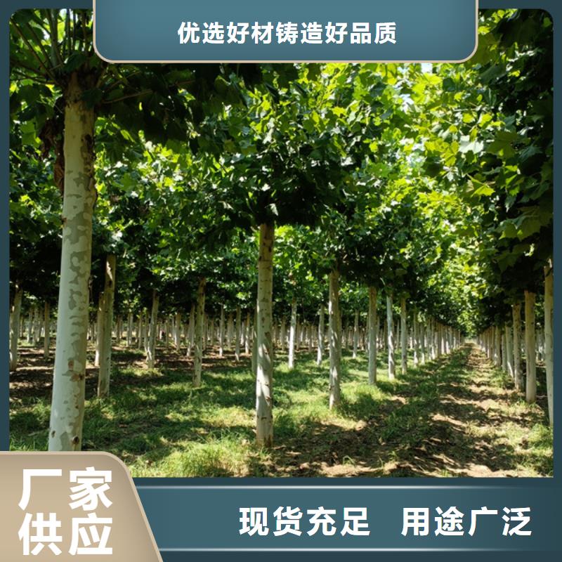法桐国槐N年生产经验