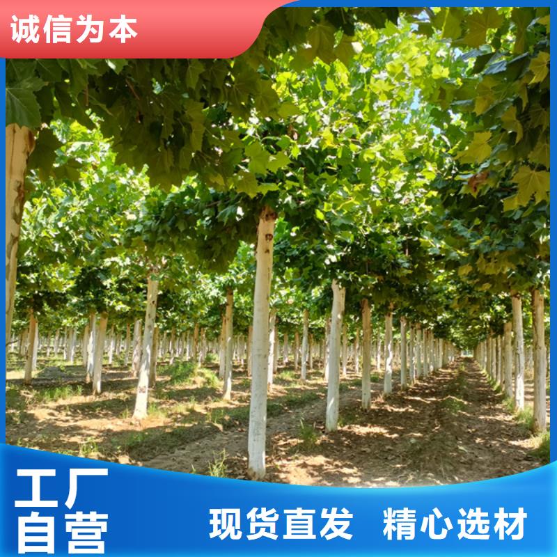法桐 国槐品质有保障