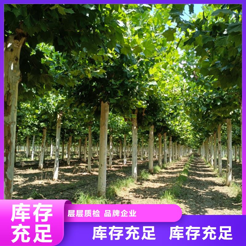 法桐北京栾工艺层层把关