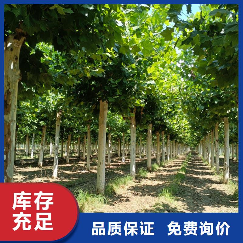  法桐质量三包