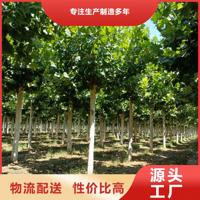 【 法桐现货直发】