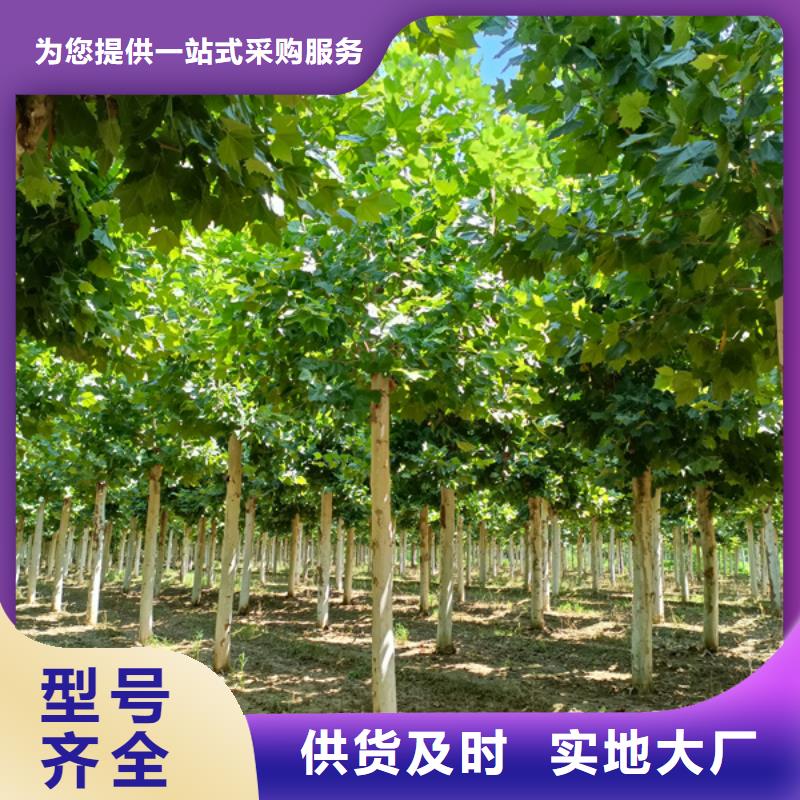 造型法桐-造型法桐可信赖