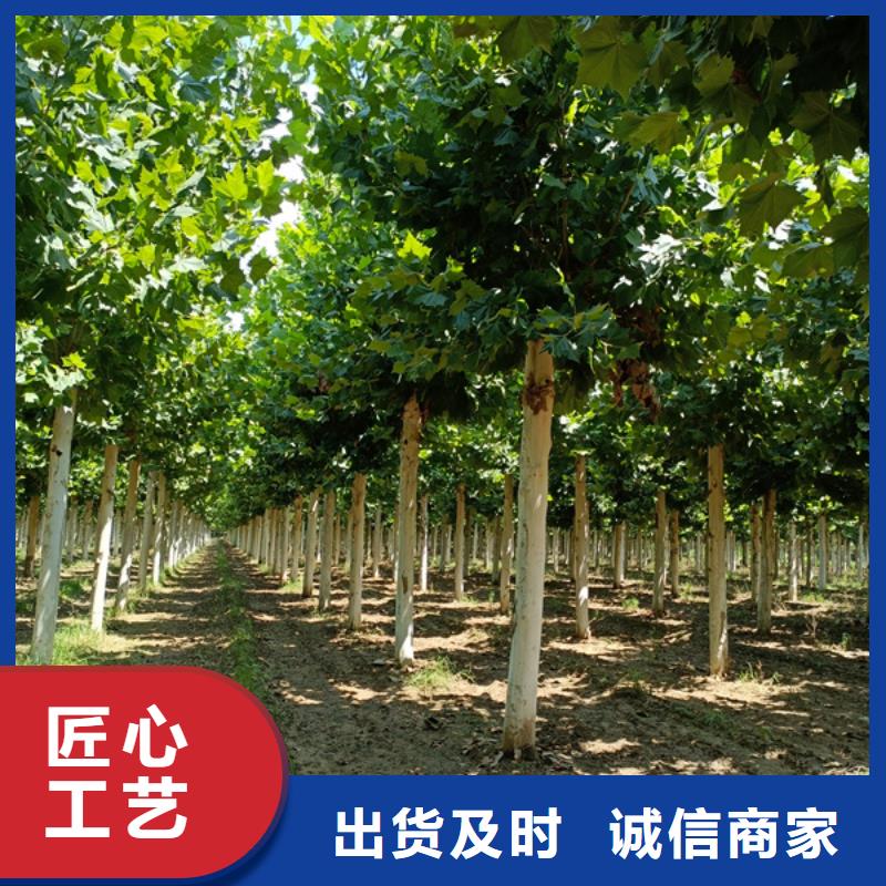 法桐价格在线报价法桐