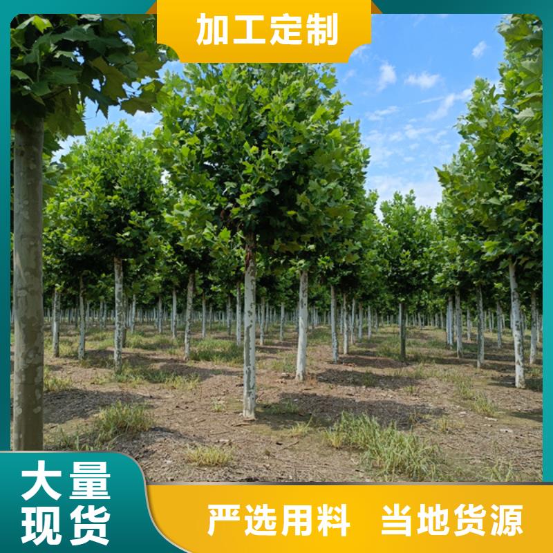 12公分法桐价格欢迎电询法桐