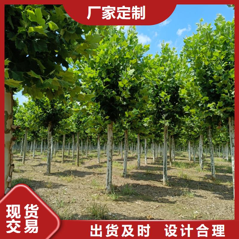 法桐原生冠法桐N年大品牌