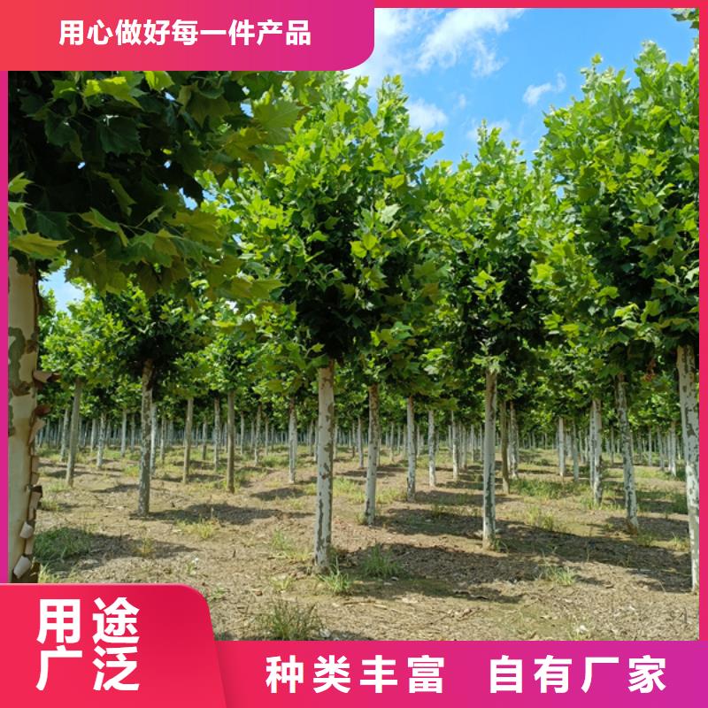 法桐北京栾工艺层层把关