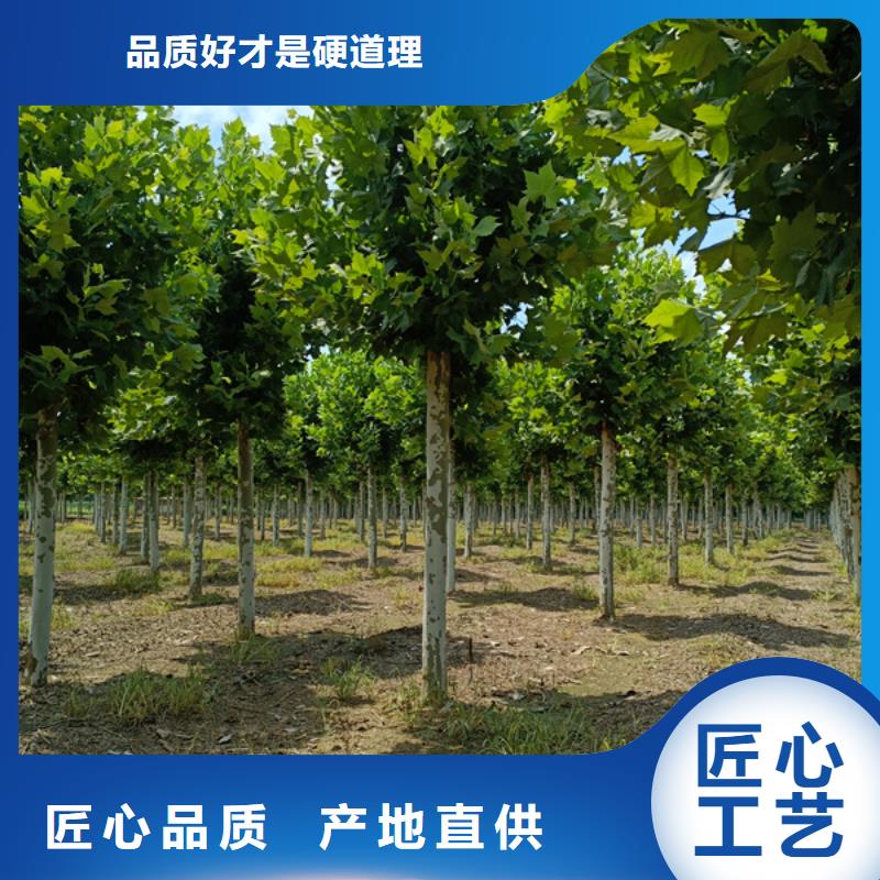 法桐-美国红枫每个细节都严格把关