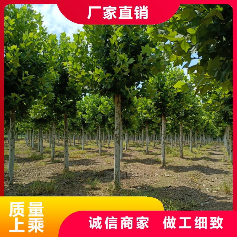 法桐国槐精选优质材料