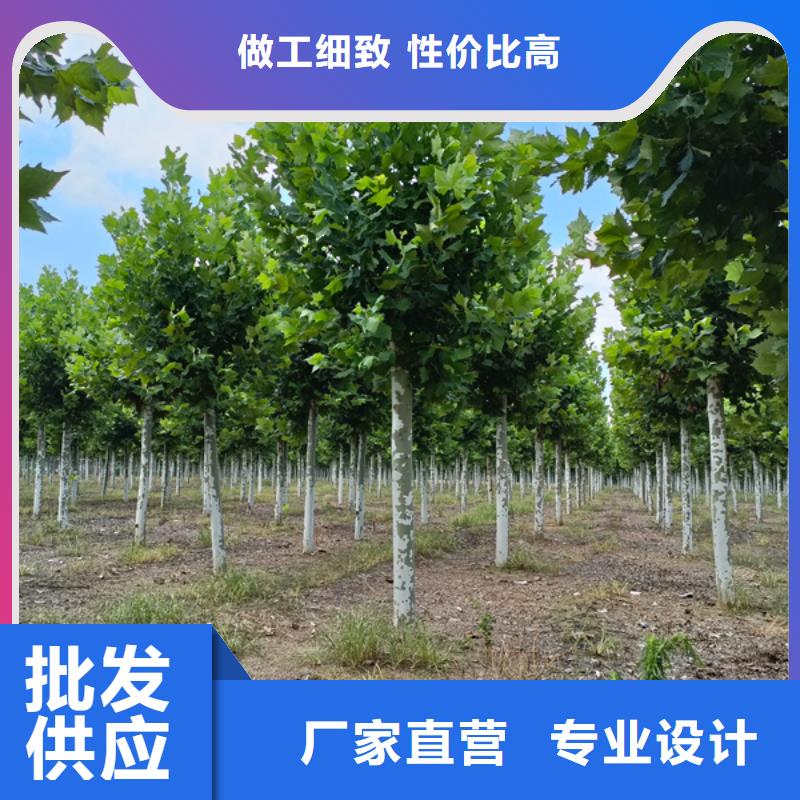 法桐 国槐品质有保障