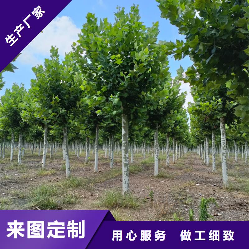 造型法桐-造型法桐可信赖