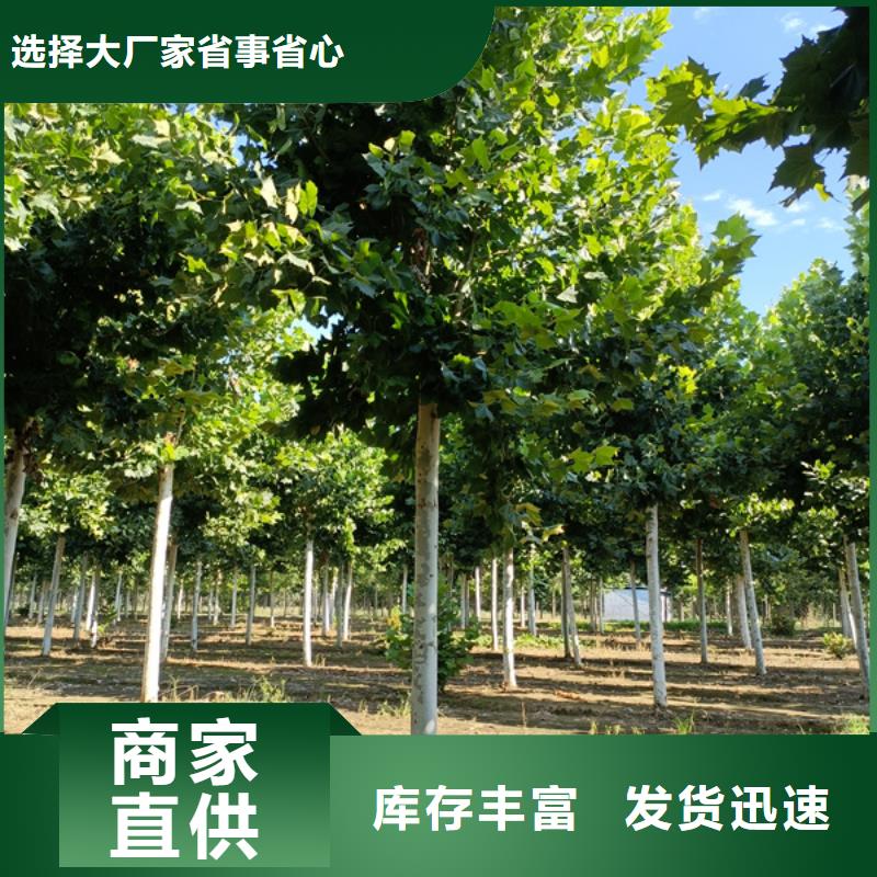 法桐金叶槐准时交付