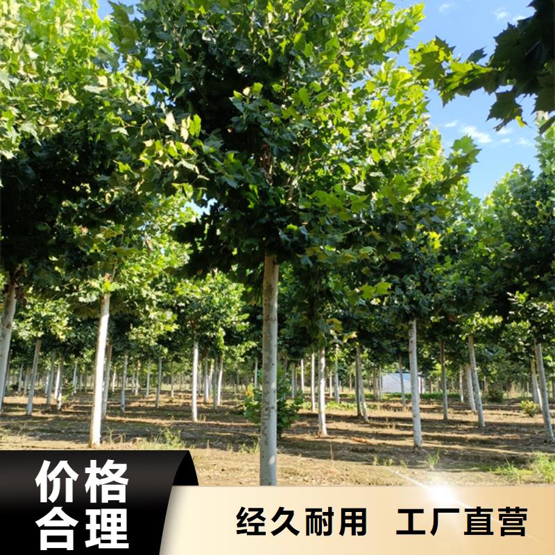 法桐_北京栾品质优选