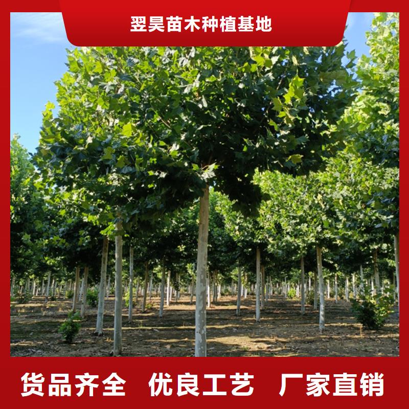 法桐_国槐厂家直销值得选择