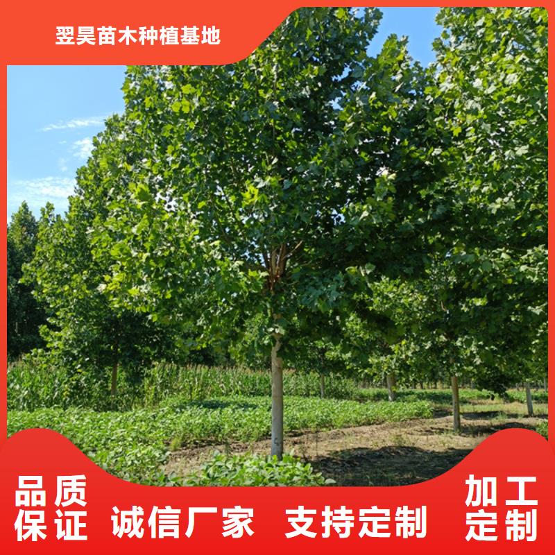 法桐黄金槐工厂价格