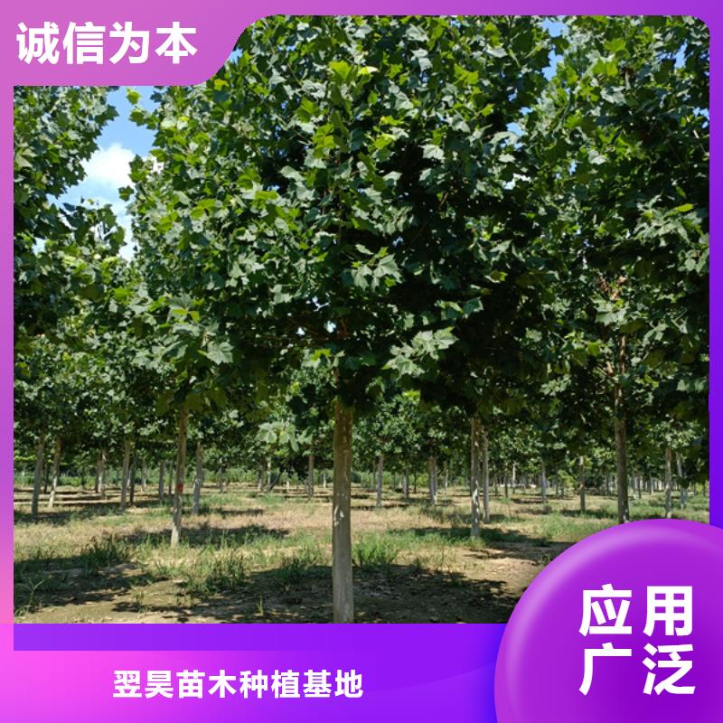 法桐黄金槐工厂价格