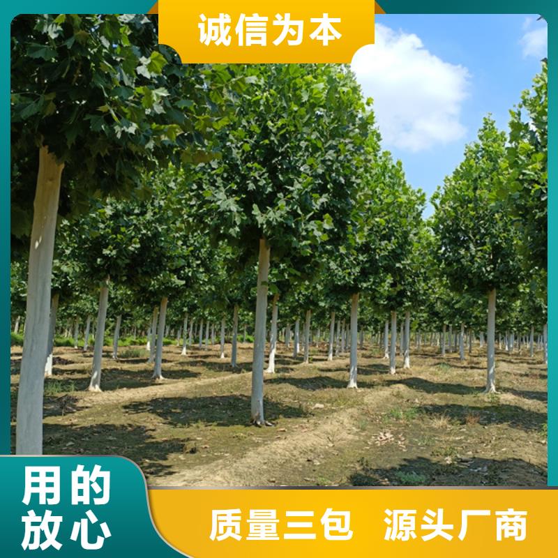 法桐-美国红枫每个细节都严格把关