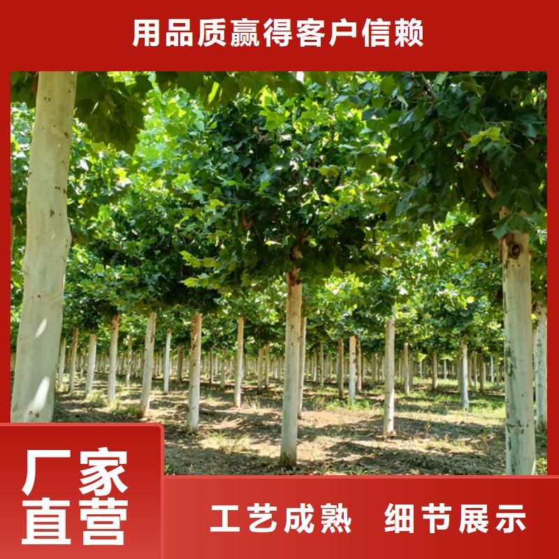 法桐_金叶白蜡优质工艺