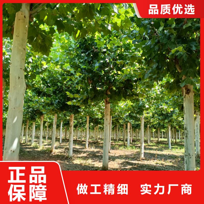 法桐垂丝海棠定制零售批发