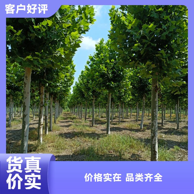 法桐国槐精选优质材料
