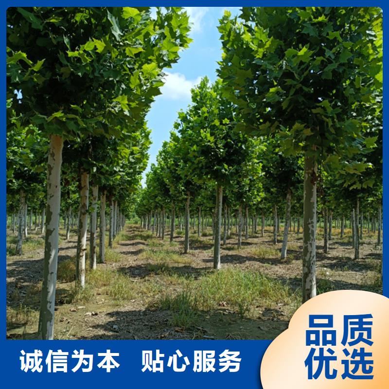  法桐厂家品控严格