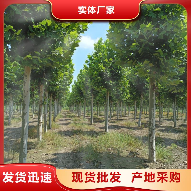 法桐白蜡好产品放心购