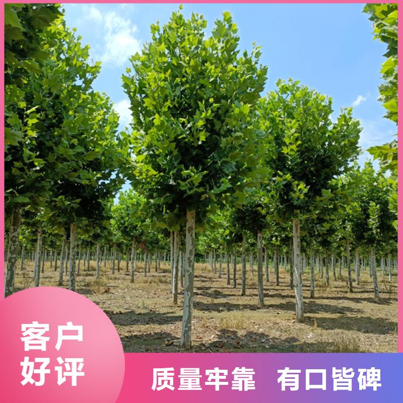 法桐金叶槐快速报价
