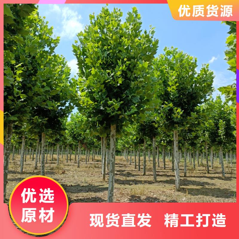 法桐国槐精选优质材料