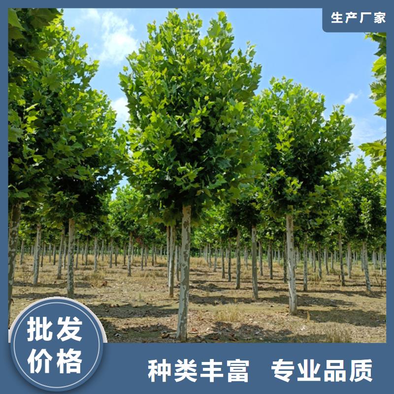 法桐金叶槐快速报价
