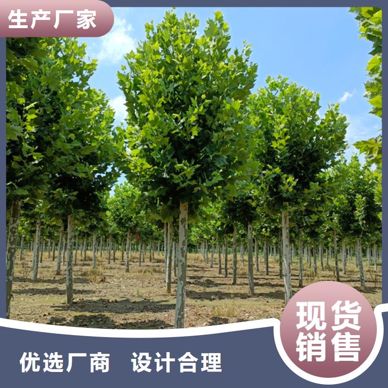 法桐黄金槐工厂价格