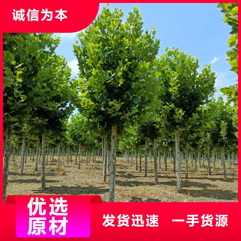 法桐黄金槐工厂价格