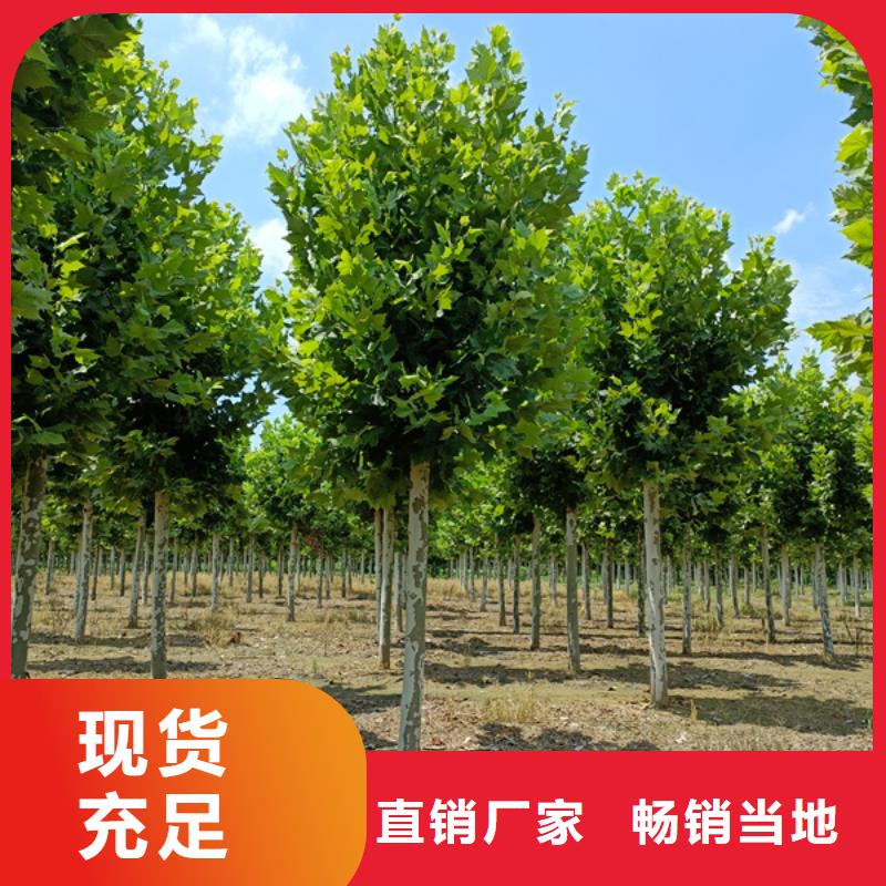 法桐_金叶白蜡优质工艺