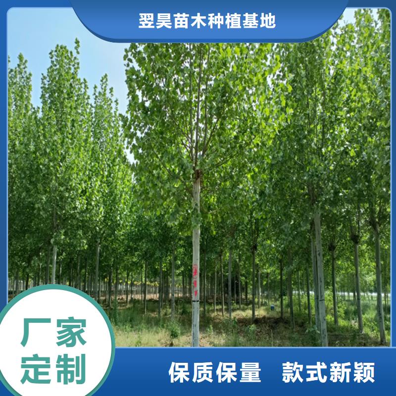 法桐国槐精选优质材料