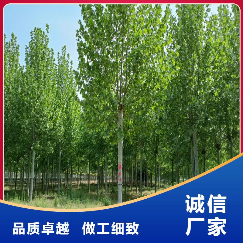 法桐黄金槐工厂价格