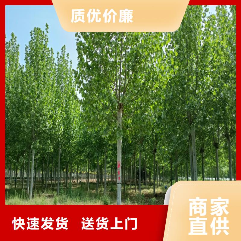 法桐国槐实力优品