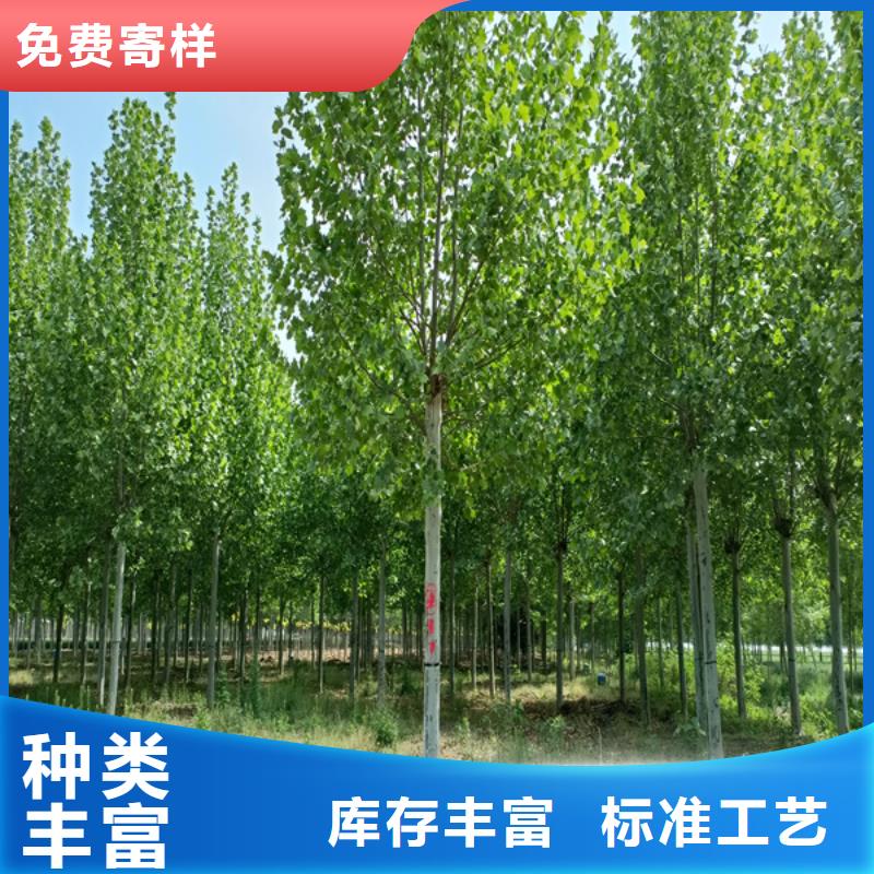 法桐_金叶白蜡优质工艺