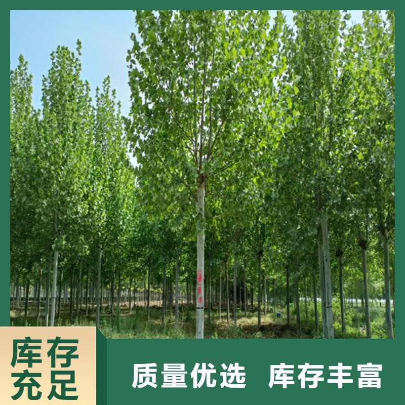 法桐黄金槐工厂价格