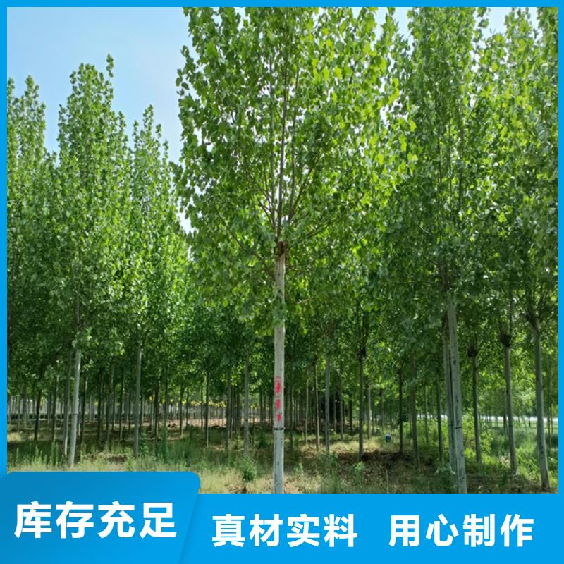  法桐支持定制