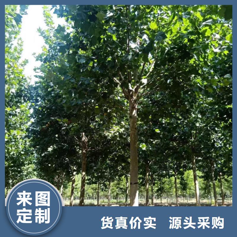 法桐黄金槐工厂价格