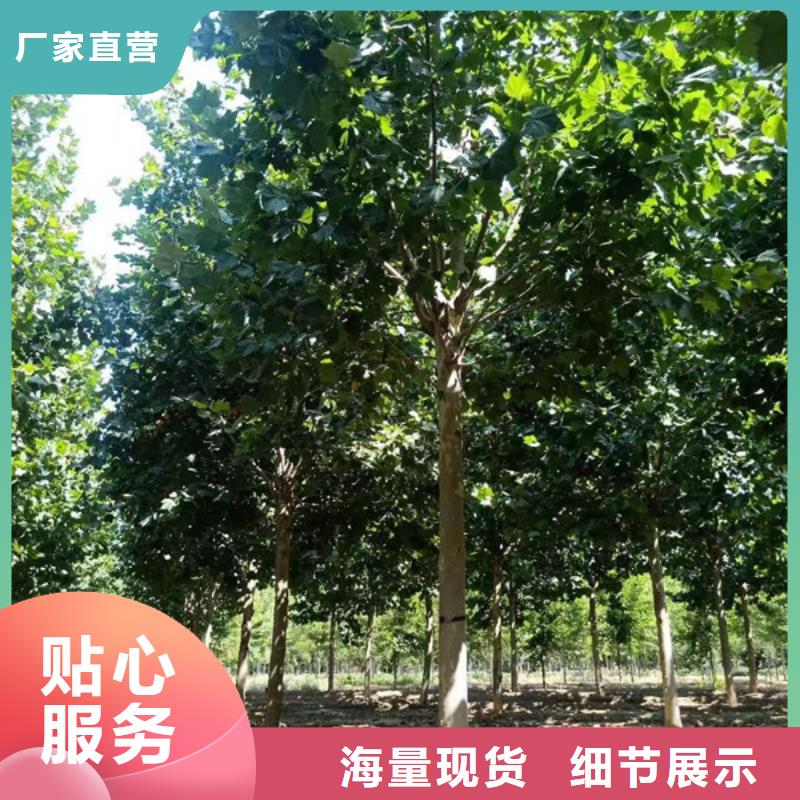 法桐厂家品控严格