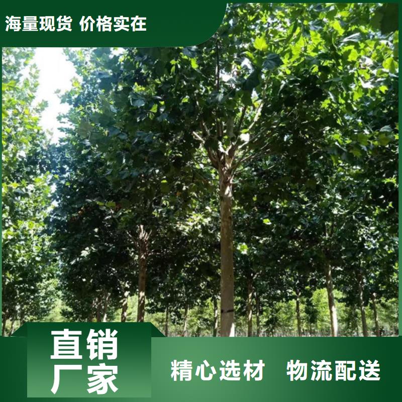 法桐国槐实力优品