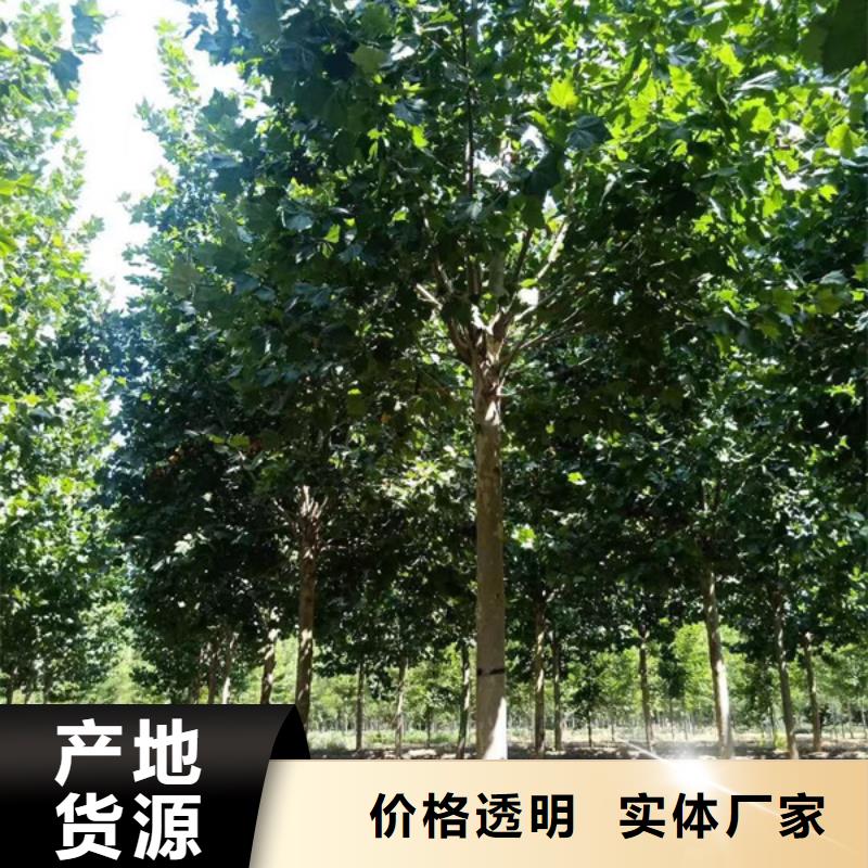 【法桐 五角枫专注产品质量与服务】